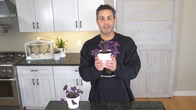Houseplant Trends 2021: Oxalis Triangularis (Purple Shamrock) Crucial Care Tips and CRAZY facts. смотреть онлайн