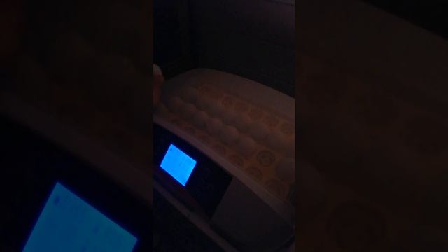 Проверка оплодотворенности яйца в инкубаторе смотреть онлайн