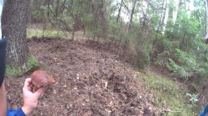 Белый или польский гриб? Подскажите, пожалуйста