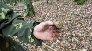 Грибы в Германии 2023. Дубовик крапчатый, белый гриб, подберёзовик обыкновенный, маслята, грузди.