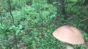 Грибы есть)Владимирская область, окрестности г.Покров,10 июля 2023г.