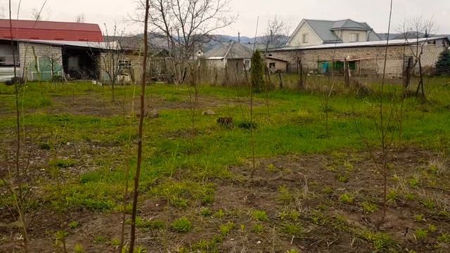 Формировка сливы в год посадки! Анжелино белая! смотреть онлайн