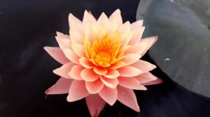 Нимфея Siam Amber (Янтарь Сиама) кувшинка, waterlily, водные растения, пруд