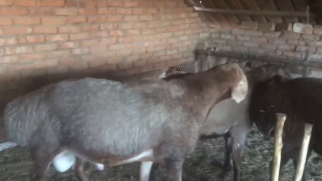 Бараны Гиссар-Эдельбай! смотреть онлайн