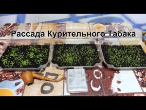 Рассада Курительного Табака взошла, что делаем дальше?