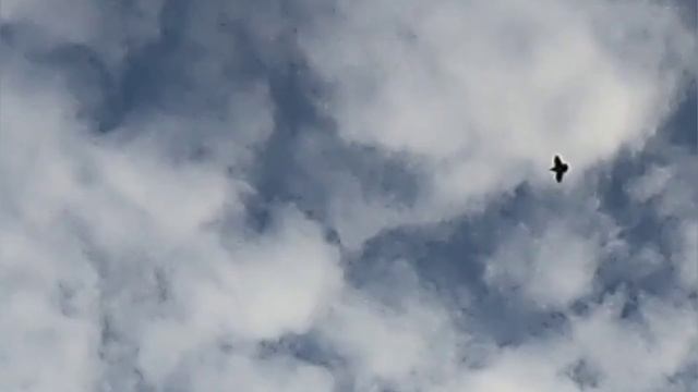Охота На кеклика 31декабря 2022 г.