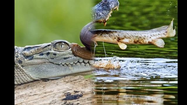 Крокодильчики смотреть онлайн