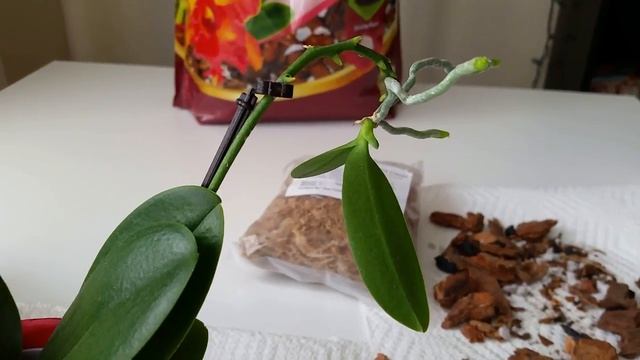 Отделение и посадка детки мини-орхидеи / Potting a mini phalaenopsis keiki