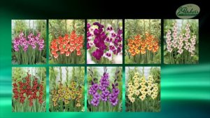 How to Plant Gladioli: Summer Garden Guide