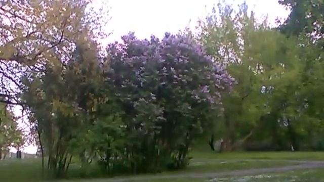 Москва в цвету! Сирень. Яблони. Черёмуха. Вишня. смотреть онлайн