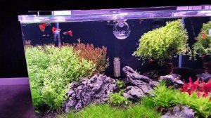 29й день с запуска аквариума. Dennerle 70 литров - Стрижка Монте Карло не удалась