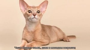 Абиссинская кошка — окрас котов-абиссинцев