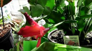 ❀My new lovely Thanksgiving cactus flowering plant❀