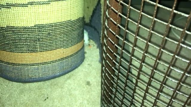 Как поймать хомяка или побег из Шоушенка смотреть онлайн