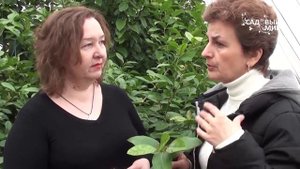 Комнатный лимон Защита от вредителей. Сайт "Садовый мир"