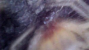 паук фаланга крупным планом