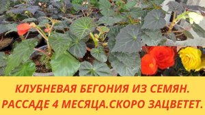 Клубневые бегонии из семян.Рассаде 4 месяца. Цветение. Рост и развитие бегоний.Условия.Уход.Полив.