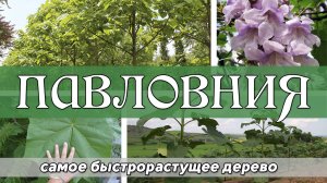 Павловния - самое быстрорастущее дерево.