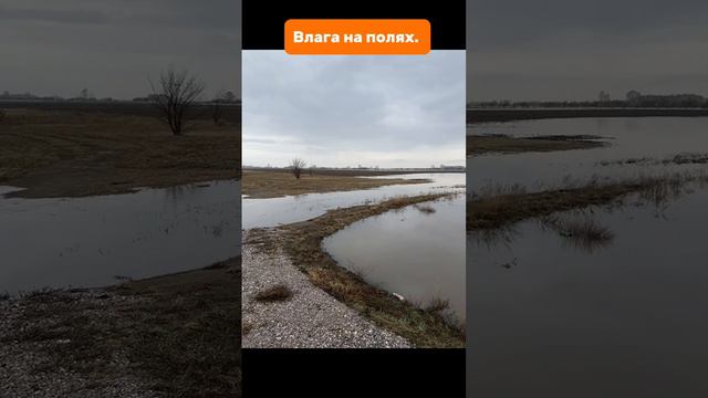 Влага на полях #погода #поле