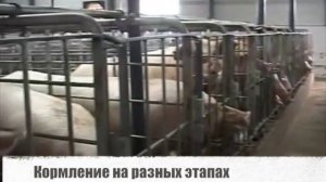 Технологии промышленного свиноводства