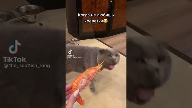 Вот почему коты не любят креветки