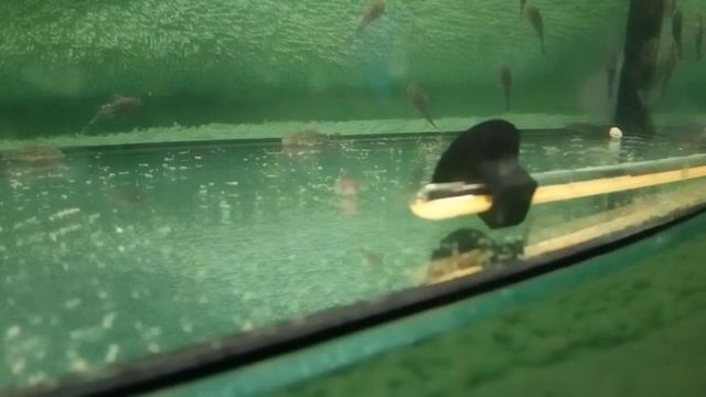 Анциструс обыкновенный. Малек две недели. смотреть онлайн