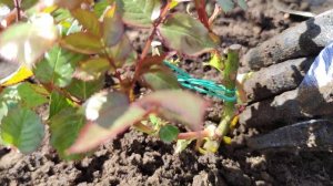 Что делать с корневой шейкой розы: заглублять или не заглублять