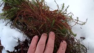 Красный мох - хороший межвенцовый утеплитель для деревянных срубов