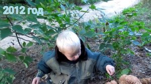 ГРИБ БАРАН ! ГРИБНАЯ КАПУСТА ! СПАРАССИС КУРЧАВЫЙ  наблюдаем за ростом и готовим ! Грибы 2019 !