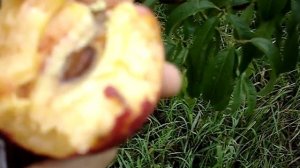 Сорт персика Санрайс