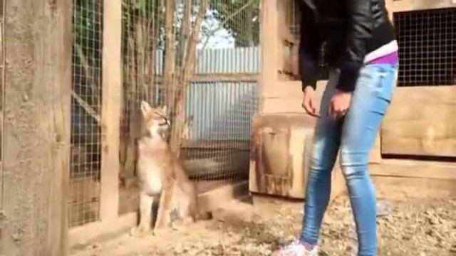 Прирученная рысь смотреть онлайн