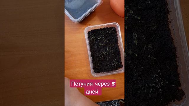 РукоделиеотГалины Петуния через 5 дней всходы