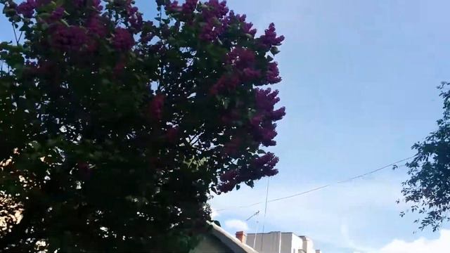 Бузок смотреть онлайн