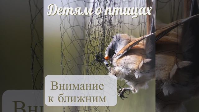Детям о птицах. Часть 4. Что детям говорили о птицах больше 100 лет назад (1899) смотреть онлайн