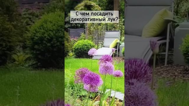 Посмотрите это видео, прежде чем посадить лук декоративный! С чем сочетать лук афлатунский?