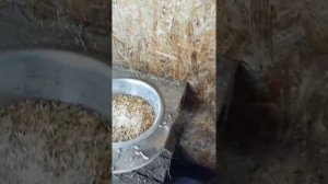 Кормим дойных коз правильно!