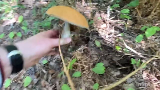БЕЛЫХ ГРИБОВ МНОГО!!! Надо искать! Залог УДАЧИ-ранний подъем,свои точки и сбор ПОЛЗКОМ! Грибы 2023
