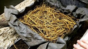 Ежевика Небеса Могут Подождать.Способы размножения.