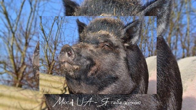 Мюслі UA - Я тебе кохаю мій солодкий кабанчик смотреть онлайн