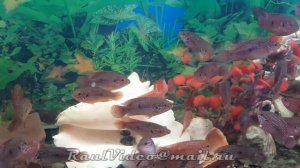 Аквариумные рыбы цихлиды Хищники напали на палец хозяина Попытка его обглодать