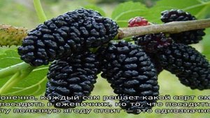 Шелковица и ежевика