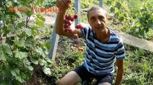 Виноград Зоренька 2019г