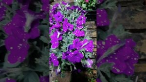 Петуния Splash Dance Purple Polka каскадная розовая с белыми брызгами. Искрящаяся!