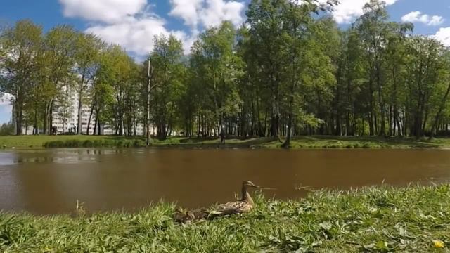 парк Есенина смотреть онлайн