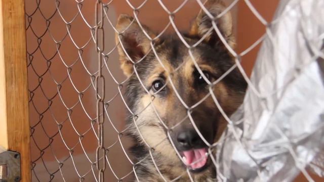 Помоги найти им дом смотреть онлайн