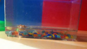 Обзор моих новых домашних питомцев/ Vaselisa Pets