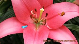 Лилия ла-гибрид Манадо (lilium la-hybrids manado) ? Манадо обзор: как сажать, луковицы лилии Манадо