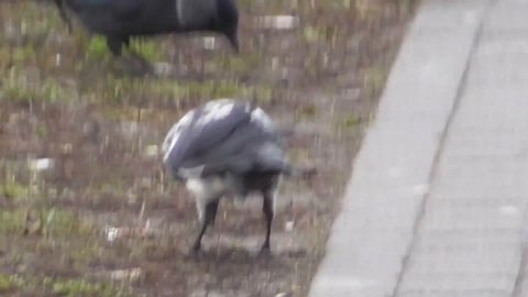 белая ворона существует