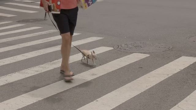 뉴욕 일상 브이로그 / 새가족 소개! 국제커플의 아기이름 고민, 뉴욕치즈케잌, 센트럴파크, 브로드웨이 뮤지컬, 웨스트빌리지, 타임스퀘어, 임신생활, 아기고양이, 집밥,