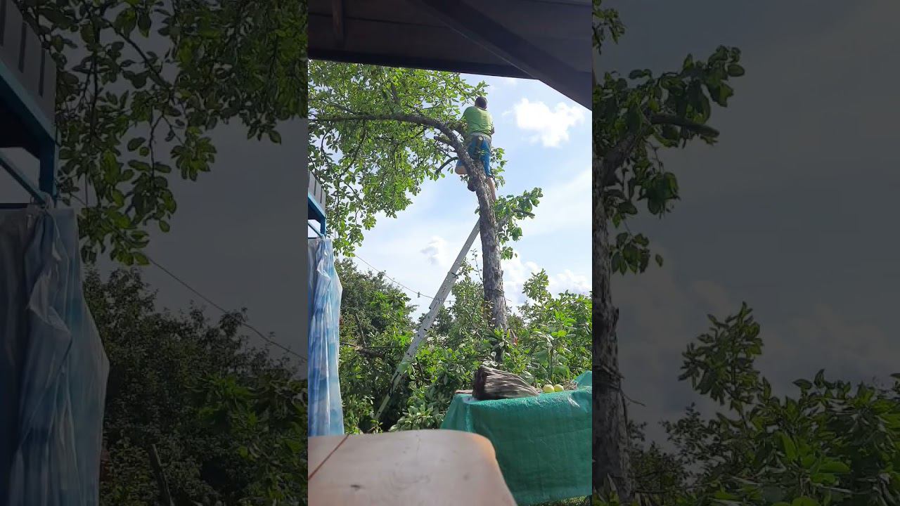 Спил дерева на участке частями, Не повторять смотреть онлайн